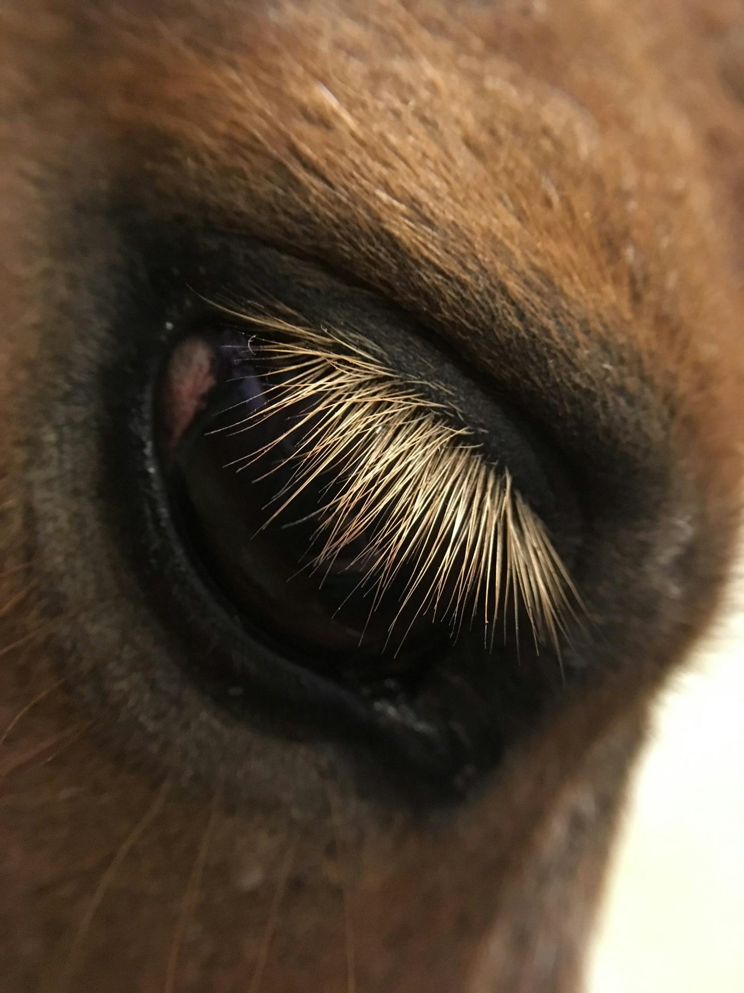 Makro Häst fotograferad med makroobjektiv på iPhone SE